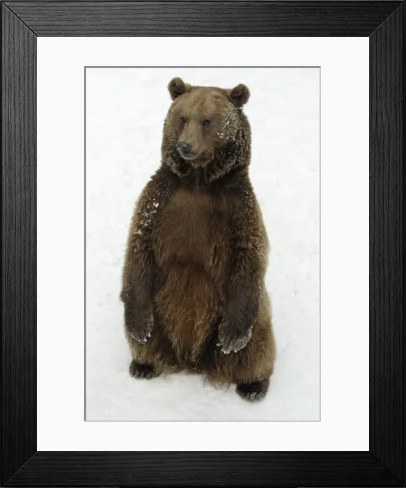 Framed Print : European Brown Bear - Male standing in snow Framed Print : European Brown Bear - Male standing in snow