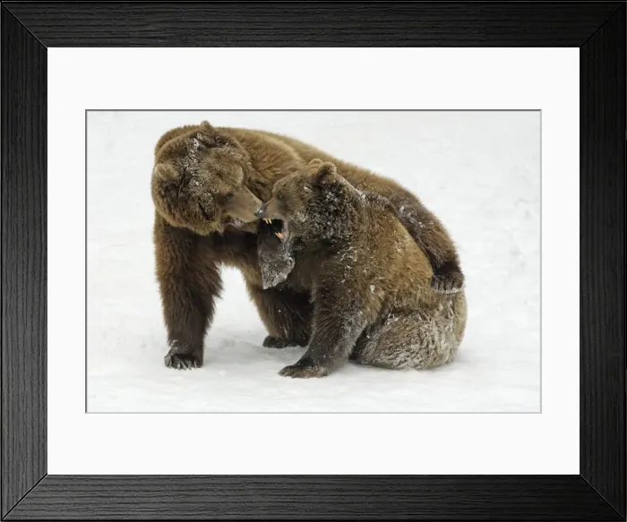 Framed Print : European Brown Bears - Male (on left) and female play-fighting in snow, part of courtship ritual Framed Print : European Brown Bears - Male (on left) and female play-fighting in snow, part of courtship ritual