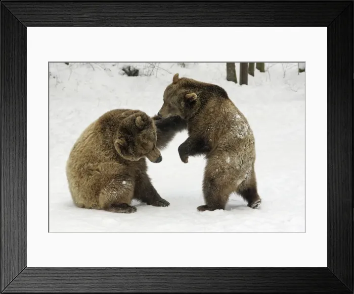 Framed Print : European Brown Bears - Male (on left) and female play-fighting in snow, part of courtship ritual Framed Print : European Brown Bears - Male (on left) and female play-fighting in snow, part of courtship ritual