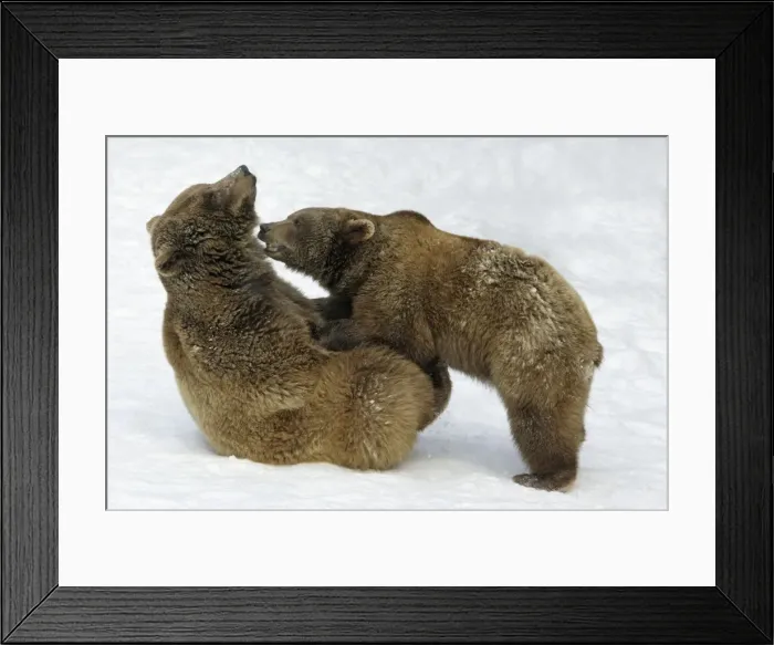 Framed Print : European Brown Bears - Male (on left) and female play-fighting in snow, part of courtship ritual Framed Print : European Brown Bears - Male (on left) and female play-fighting in snow, part of courtship ritual