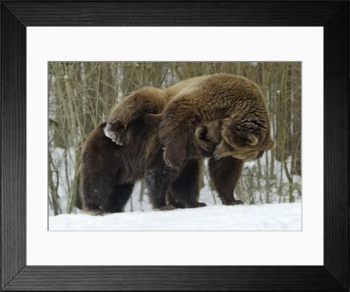 Framed Print : European Brown Bears - Male (on right) and female play-fighting in snow, part of courtship ritual