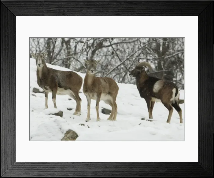 Framed Print : Mouflon Sheep - Ram (right) and ewes in snow covered woodland in winter. Lower Saxony, German Framed Print : Mouflon Sheep - Ram (right) and ewes in snow covered woodland in winter. Lower Saxony, German