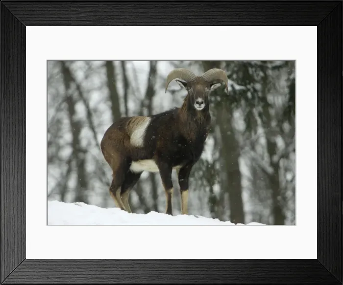 Framed Print : Mouflon Sheep - Young ram, on alert in snow covered woodland in winter Lower Saxony, Germany Framed Print : Mouflon Sheep - Young ram, on alert in snow covered woodland in winter Lower Saxony, Germany