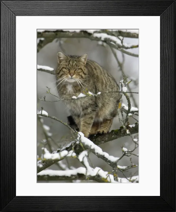 Framed Print : Wild Cat - Sitting in tree. Winter Framed Print : Wild Cat - Sitting in tree. Winter