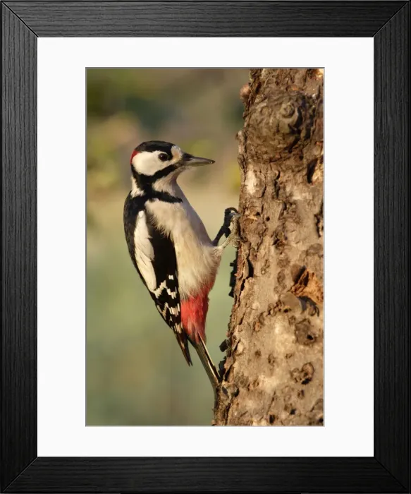 Framed Print : Great Spotted Woodpecker - Male searching for food in garden. Lower Saxony, Germany Framed Print : Great Spotted Woodpecker - Male searching for food in garden. Lower Saxony, Germany