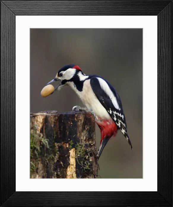 Framed Print : Great Spotted Woodpecker - Male with acorn in bill, winter. Lower Saxony, Germany Framed Print : Great Spotted Woodpecker - Male with acorn in bill, winter. Lower Saxony, Germany