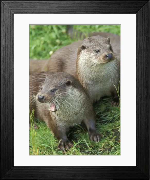 Framed Print : European Otters -Two together Framed Print : European Otters -Two together
