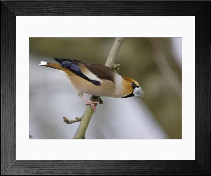 Framed Print : Hawfinch - Male in garden searching for food in winter. Lower Saxony, Germany Framed Print : Hawfinch - Male in garden searching for food in winter. Lower Saxony, Germany