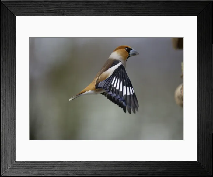Framed Print : Hawfinch - Male landing at bird-table, winter. Lower Saxony, Germany Framed Print : Hawfinch - Male landing at bird-table, winter. Lower Saxony, Germany