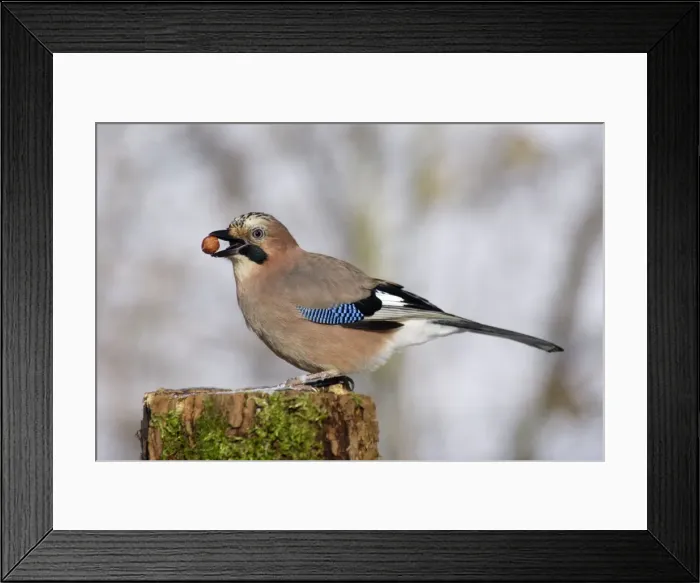 Framed Print : Jay - On post, with food in beak Framed Print : Jay - On post, with food in beak