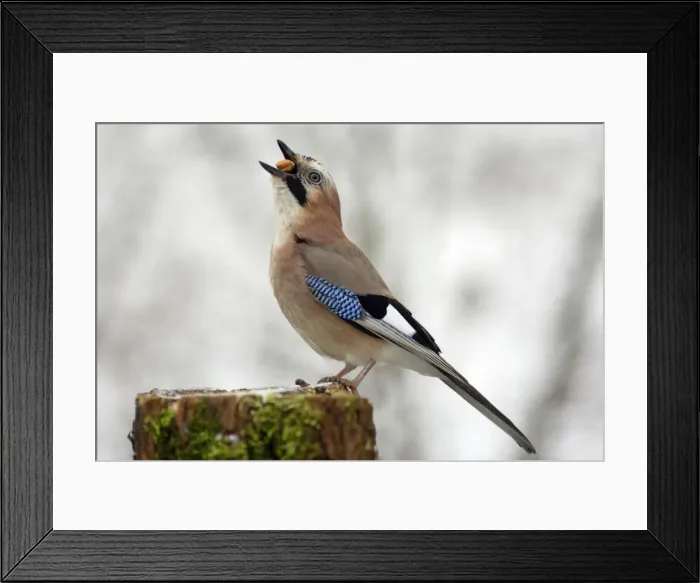 Framed Print : Jay - On post with food in mouth Framed Print : Jay - On post with food in mouth