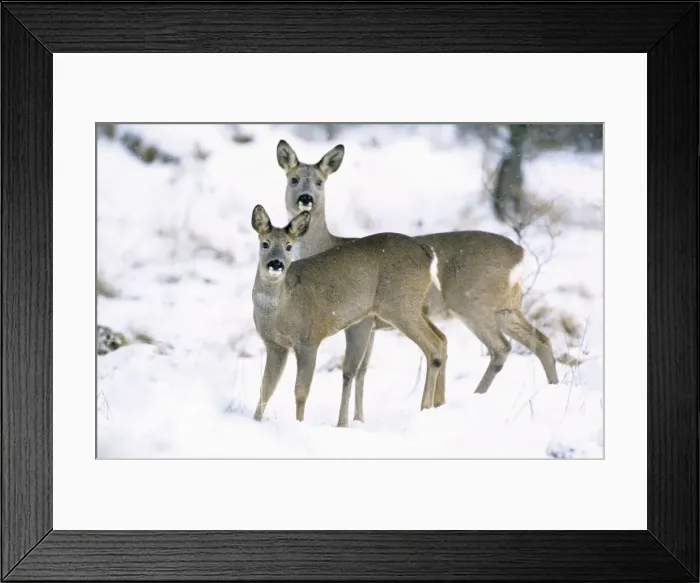 Framed Print : Row Deer - Two standing in snow Framed Print : Row Deer - Two standing in snow