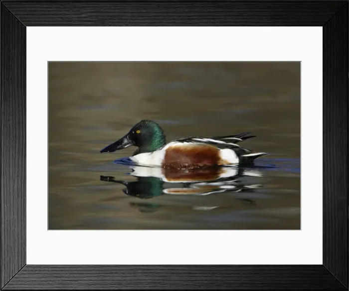 Framed Print : Shoveler - Male on lake, spring-time. Hessen, Germany Framed Print : Shoveler - Male on lake, spring-time. Hessen, Germany