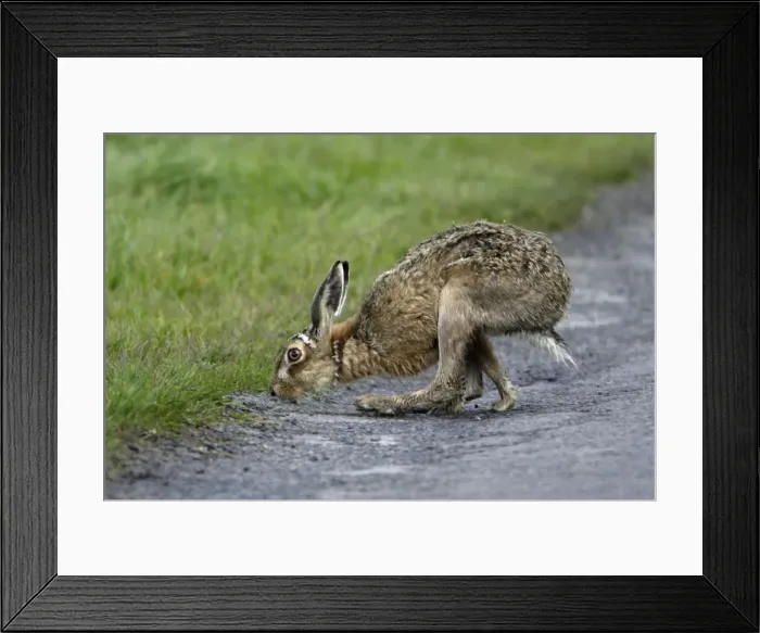 Framed Print : European Brown Hare - Buck sniffing scent left behind by doe Northumberland, England Framed Print : European Brown Hare - Buck sniffing scent left behind by doe Northumberland, England