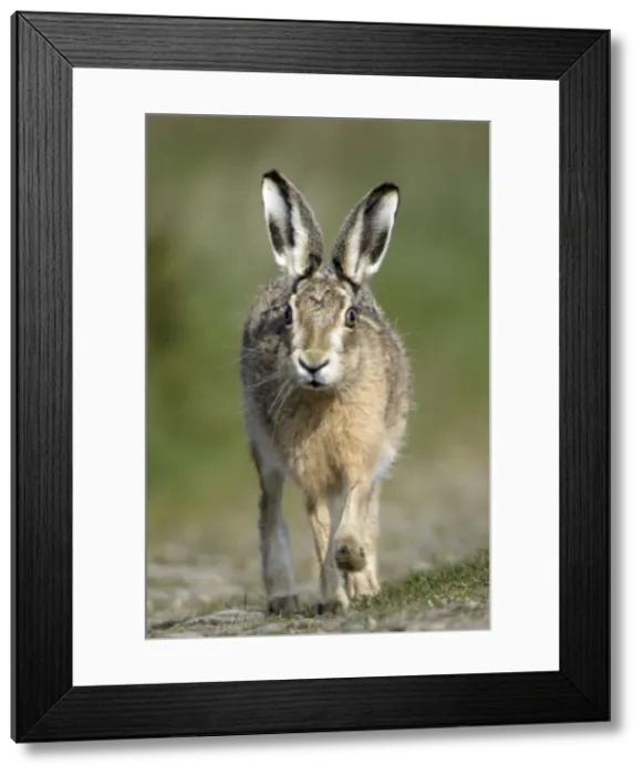 Framed Print : European Brown Hare - Running Northumberland, England
