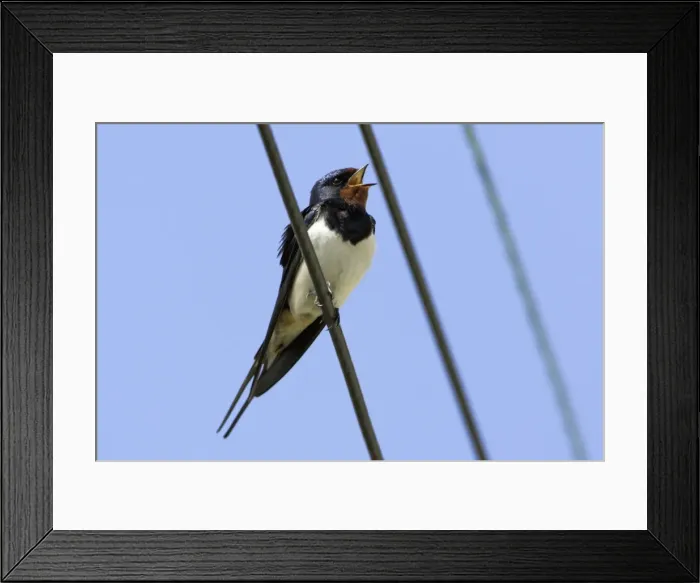 Framed Print : Swallow - Singing from power lines Northumberland, England Framed Print : Swallow - Singing from power lines Northumberland, England
