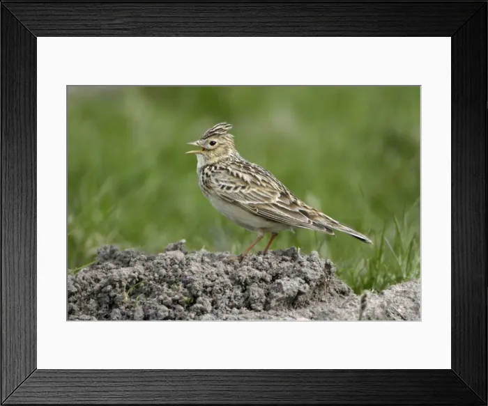 Framed Print : Skylark - Singing from mole-hill Northumberland, England Framed Print : Skylark - Singing from mole-hill Northumberland, England