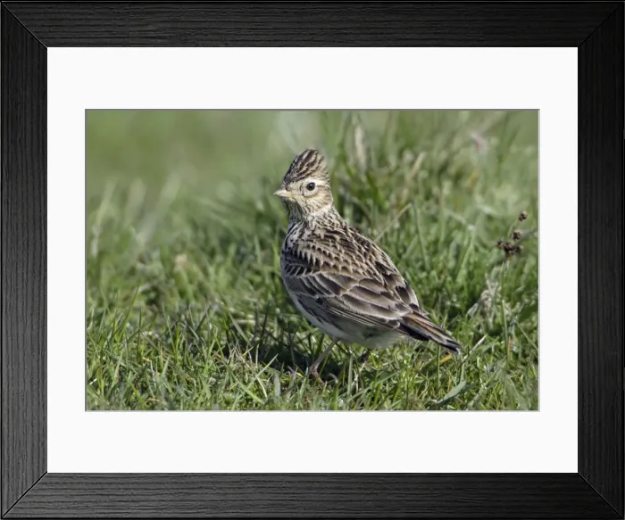 Framed Print : Skylark - On moorland pasture Northumberland, England Framed Print : Skylark - On moorland pasture Northumberland, England