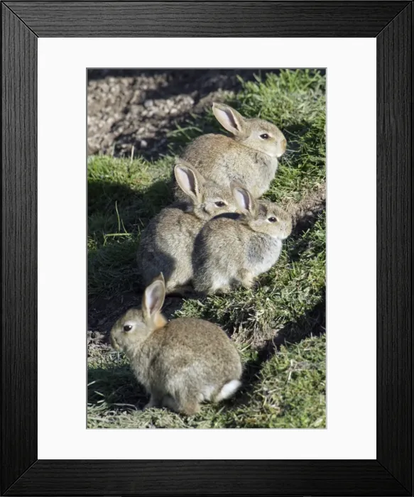 Framed Print : Wild Rabbits - Sitting outside warren Northumberland, England Framed Print : Wild Rabbits - Sitting outside warren Northumberland, England