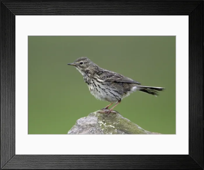 Framed Print : Meadow Pipit - Perched on stone Northumberland, England