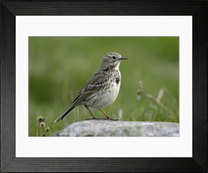 Framed Print : Meadow Pipit - Perched on stone Northumberland, England Framed Print : Meadow Pipit - Perched on stone Northumberland, England