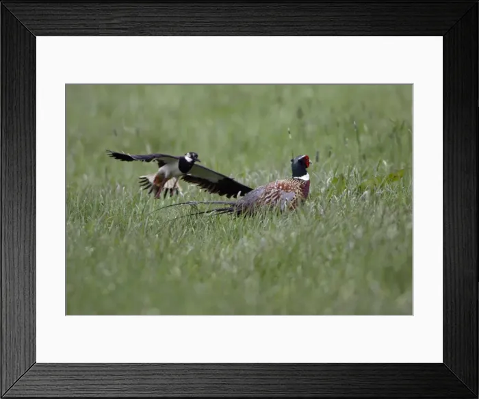 Framed Print : Lapwing and Pheasant (Phasianus colchicus)- Driving off pheasant away from nest Northumberland, England Framed Print : Lapwing and Pheasant (Phasianus colchicus)- Driving off pheasant away from nest Northumberland, England