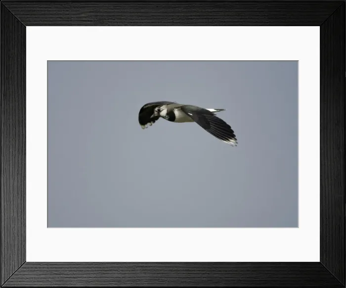 Framed Print : Lapwing - in flight Northumberland, England