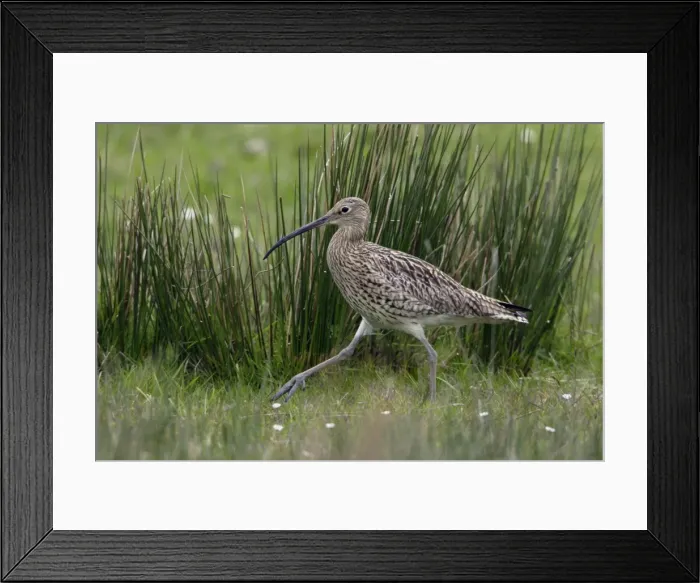 Framed Print : Curlew - Walking to nest Northumberland, England Framed Print : Curlew - Walking to nest Northumberland, England