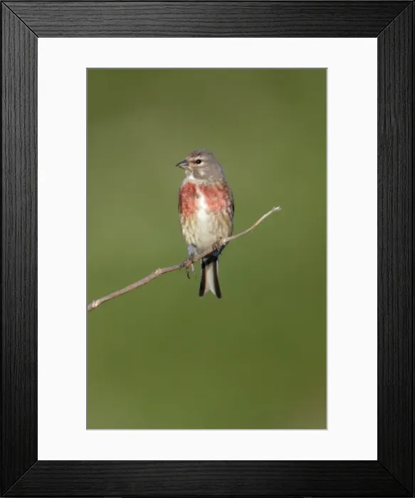 Framed Print : Linnet - Male sitting on twig Northumberland, England Framed Print : Linnet - Male sitting on twig Northumberland, England