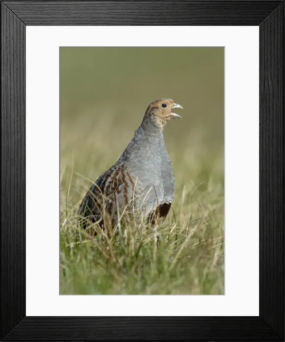 Framed Print : Grey Partridge Male calling in nesting territory Northumberland, England Framed Print : Grey Partridge Male calling in nesting territory Northumberland, England