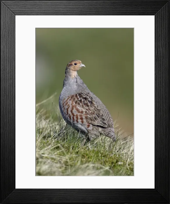 Framed Print : Grey Partridge - Male on alert Northumberland, England Framed Print : Grey Partridge - Male on alert Northumberland, England