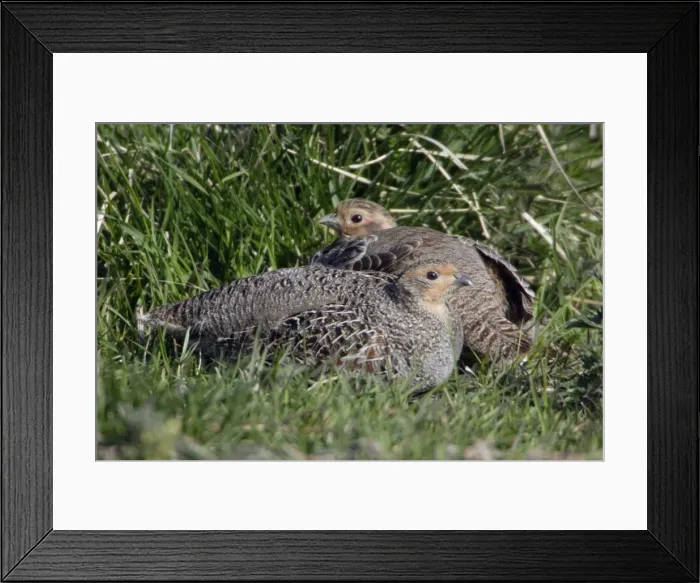 Framed Print : Grey Partridge - Male and female resting Northumberland, England Framed Print : Grey Partridge - Male and female resting Northumberland, England