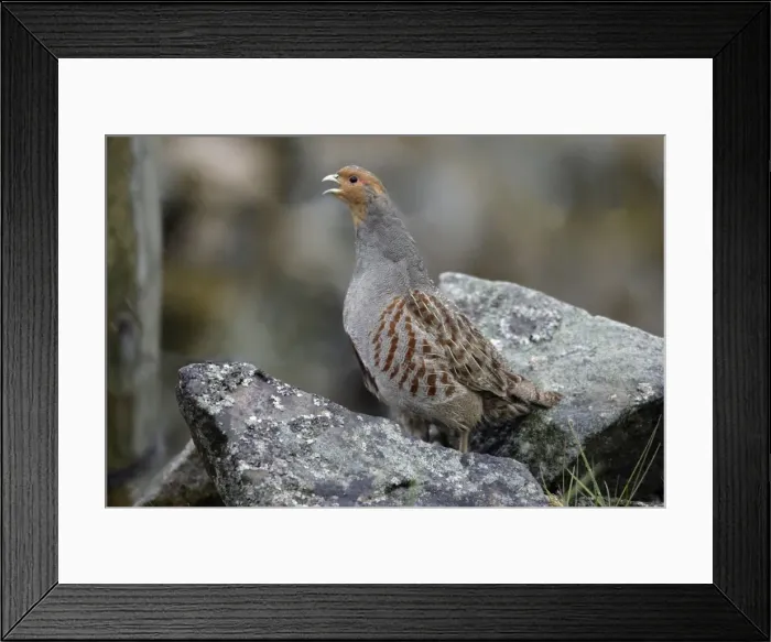 Framed Print : Grey Partridge - Male calling from stone-wall Northumberland, England Framed Print : Grey Partridge - Male calling from stone-wall Northumberland, England
