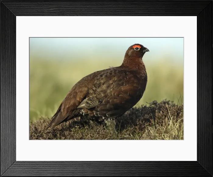 Framed Print : Red Grouse - Male on moorland Northumberland, England