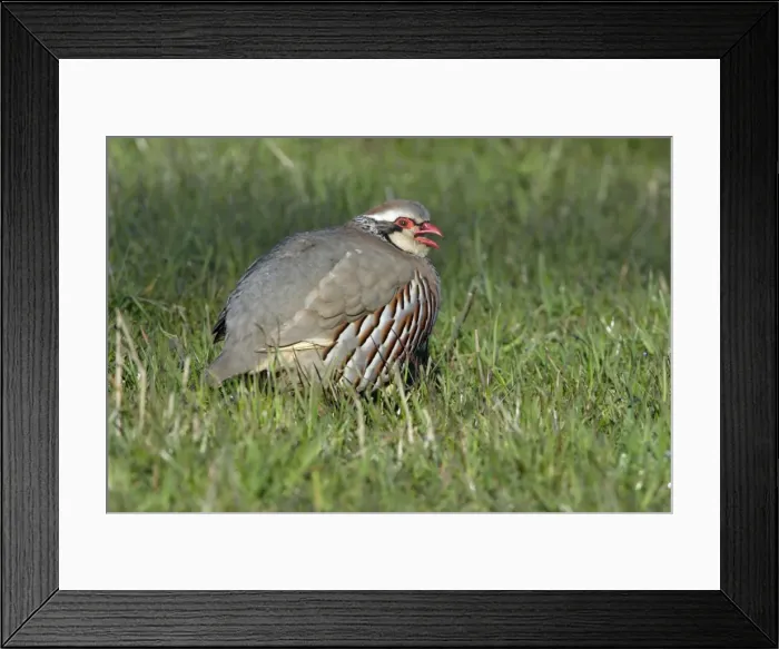 Framed Print : Red-Legged Partridge - Male calling in meadow Northumberland, England Framed Print : Red-Legged Partridge - Male calling in meadow Northumberland, England