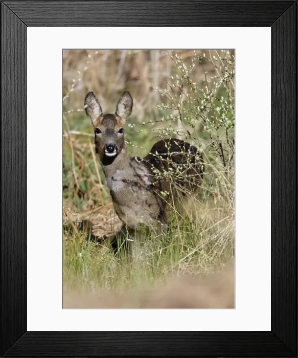 Framed Print : Roe Deer - Doe feeding on willow catkins Northumberland, England Framed Print : Roe Deer - Doe feeding on willow catkins Northumberland, England