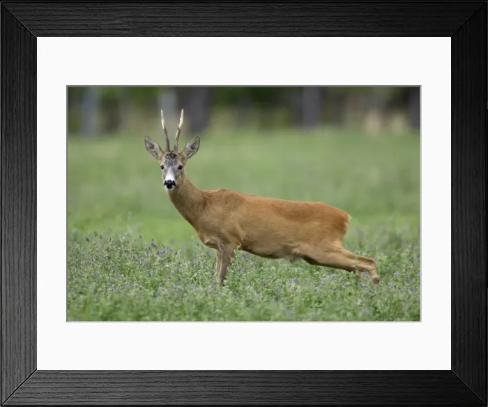 Framed Print : Roe Deer - Buck stretching hind legs Neusiedler See, Austria Framed Print : Roe Deer - Buck stretching hind legs Neusiedler See, Austria