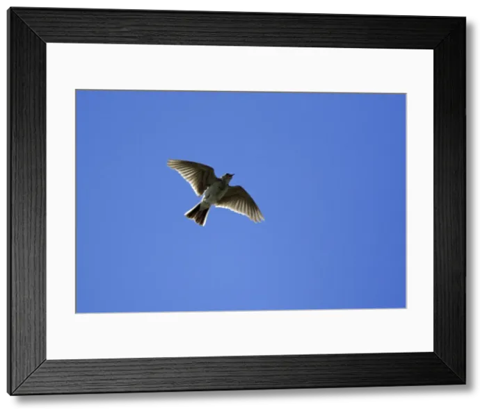 Framed Print : Skylark - Singing in flight Northumberland, England Framed Print : Skylark - Singing in flight Northumberland, England
