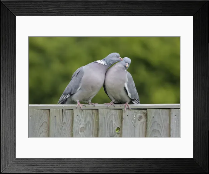 Framed Print : Woodpigeons - Pair practising mutual preening on garden fence Sussex England Framed Print : Woodpigeons - Pair practising mutual preening on garden fence Sussex England