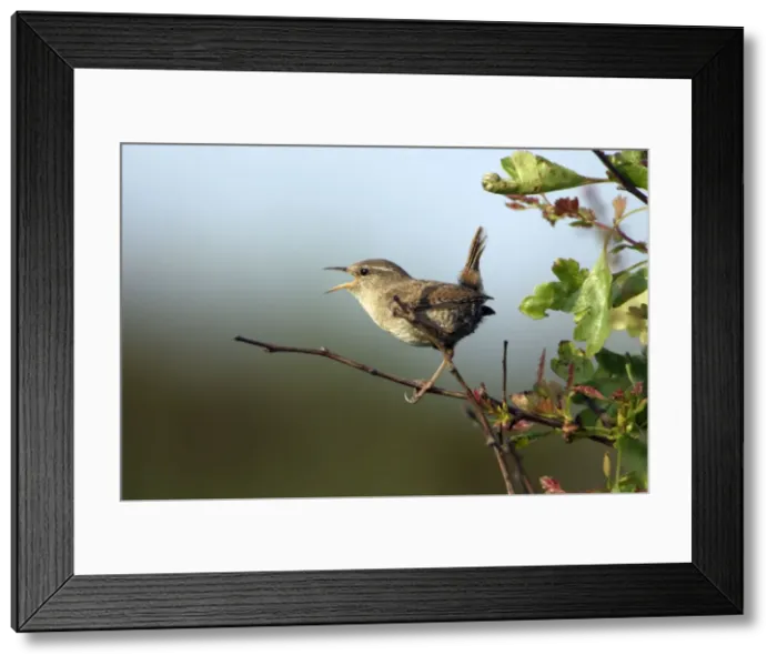 Framed Print : Wren - Singing from perch in hedge Northumberland, England Framed Print : Wren - Singing from perch in hedge Northumberland, England