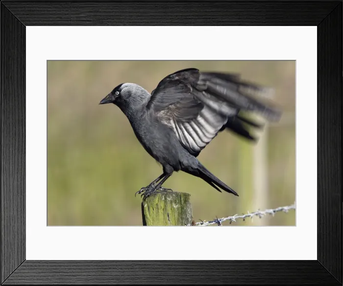 Framed Print : Jackdaw - Taking off from farm fence post Nortumberland, England Framed Print : Jackdaw - Taking off from farm fence post Nortumberland, England