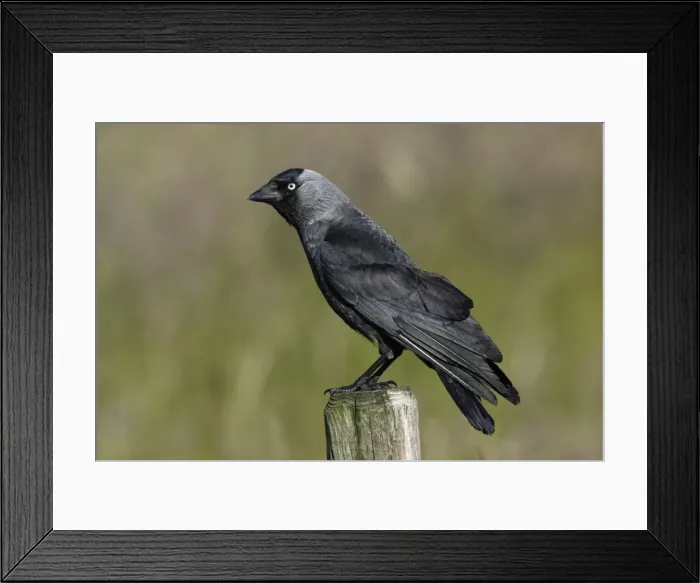 Framed Print : Jackdaw - Sitting on farm fence post Northumberland, England Framed Print : Jackdaw - Sitting on farm fence post Northumberland, England