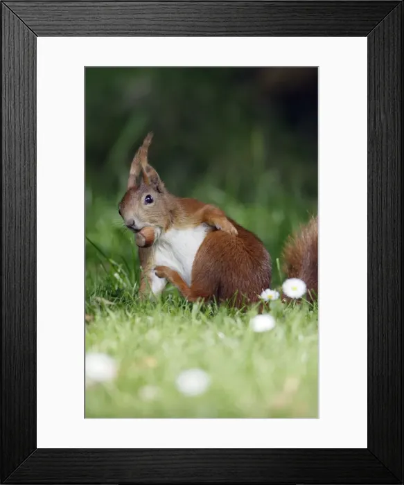 Framed Print : Red Squirrel - Scratching itself, collecting nuts in garden Lower Saxony, Germany Framed Print : Red Squirrel - Scratching itself, collecting nuts in garden Lower Saxony, Germany