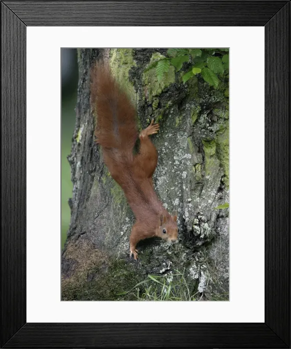Framed Print : Red Squirrel - Running down tree-trunk Lower Saxony, Germany Framed Print : Red Squirrel - Running down tree-trunk Lower Saxony, Germany