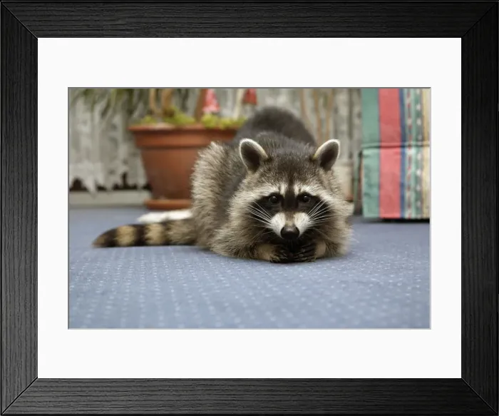 Framed Print : Wild Young Racoon - Resting on living room carpet Lower Saxony, Germany Framed Print : Wild Young Racoon - Resting on living room carpet Lower Saxony, Germany