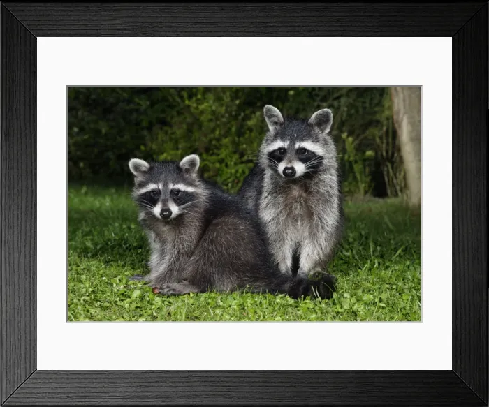 Framed Print : Racoons - Female with cub in garden at night Lower Saxony, Germany
