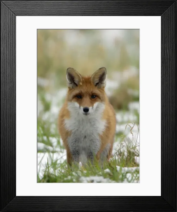 Framed Print : Red Fox - Hunting in field in winter Lower Saxony, Germany Framed Print : Red Fox - Hunting in field in winter Lower Saxony, Germany