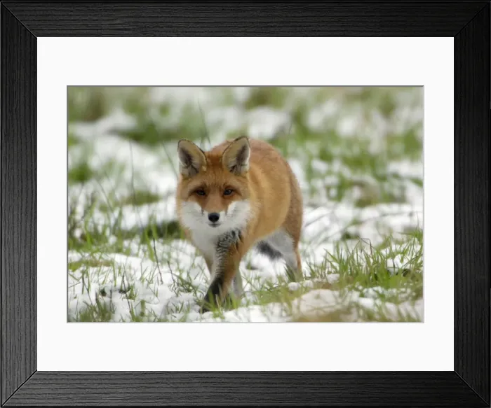 Framed Print : Red Fox - Hunting in field in winter Lower Saxony, Germany Framed Print : Red Fox - Hunting in field in winter Lower Saxony, Germany
