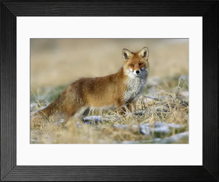 Framed Print : Red Fox-On the alert, in winter Lower Saxony, Germany Framed Print : Red Fox-On the alert, in winter Lower Saxony, Germany