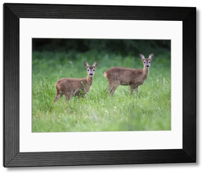 Framed Print : Roe Deer-2 fawns on meadow, alert Lower Saxony, Germany Framed Print : Roe Deer-2 fawns on meadow, alert Lower Saxony, Germany